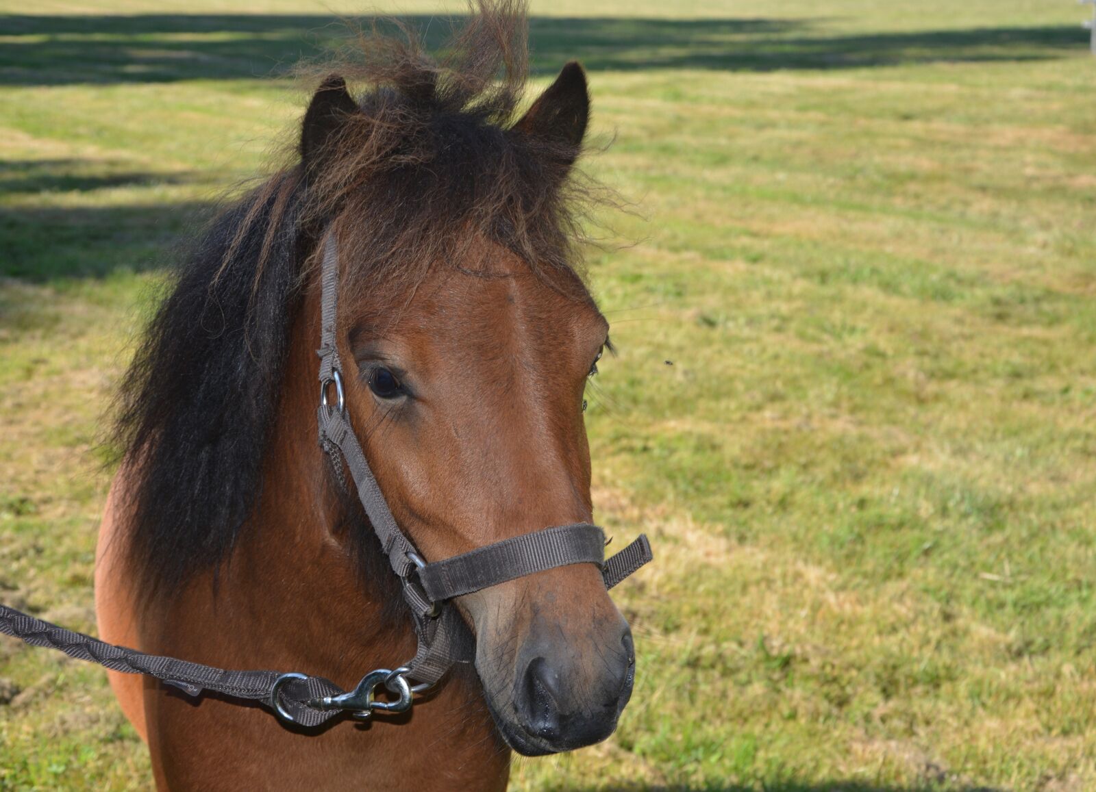 Nikon D5200 sample photo. Head of shetland pony photography