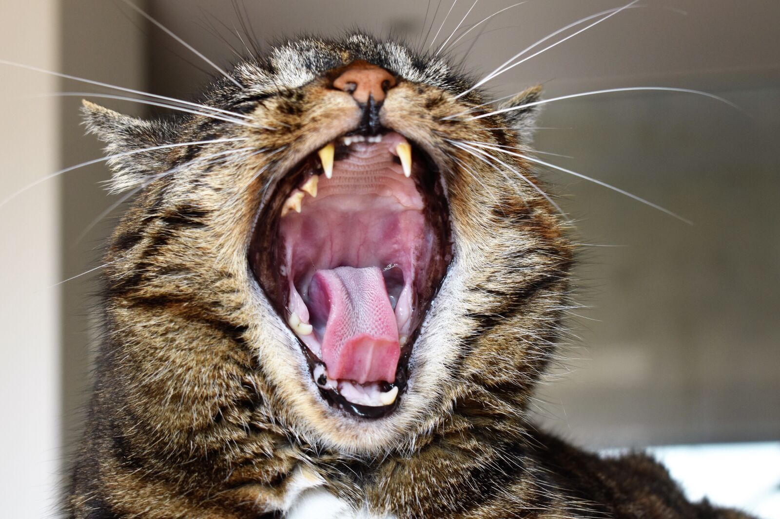 Nikon D5500 sample photo. Cat, mackerel, cats maul photography