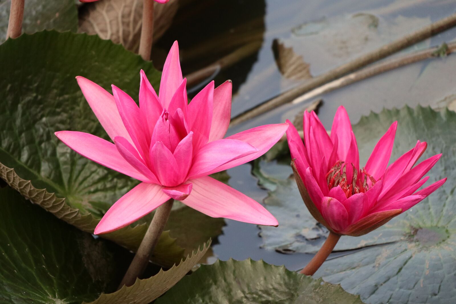 Canon EOS M6 sample photo. Multiple, waterlily, pink photography