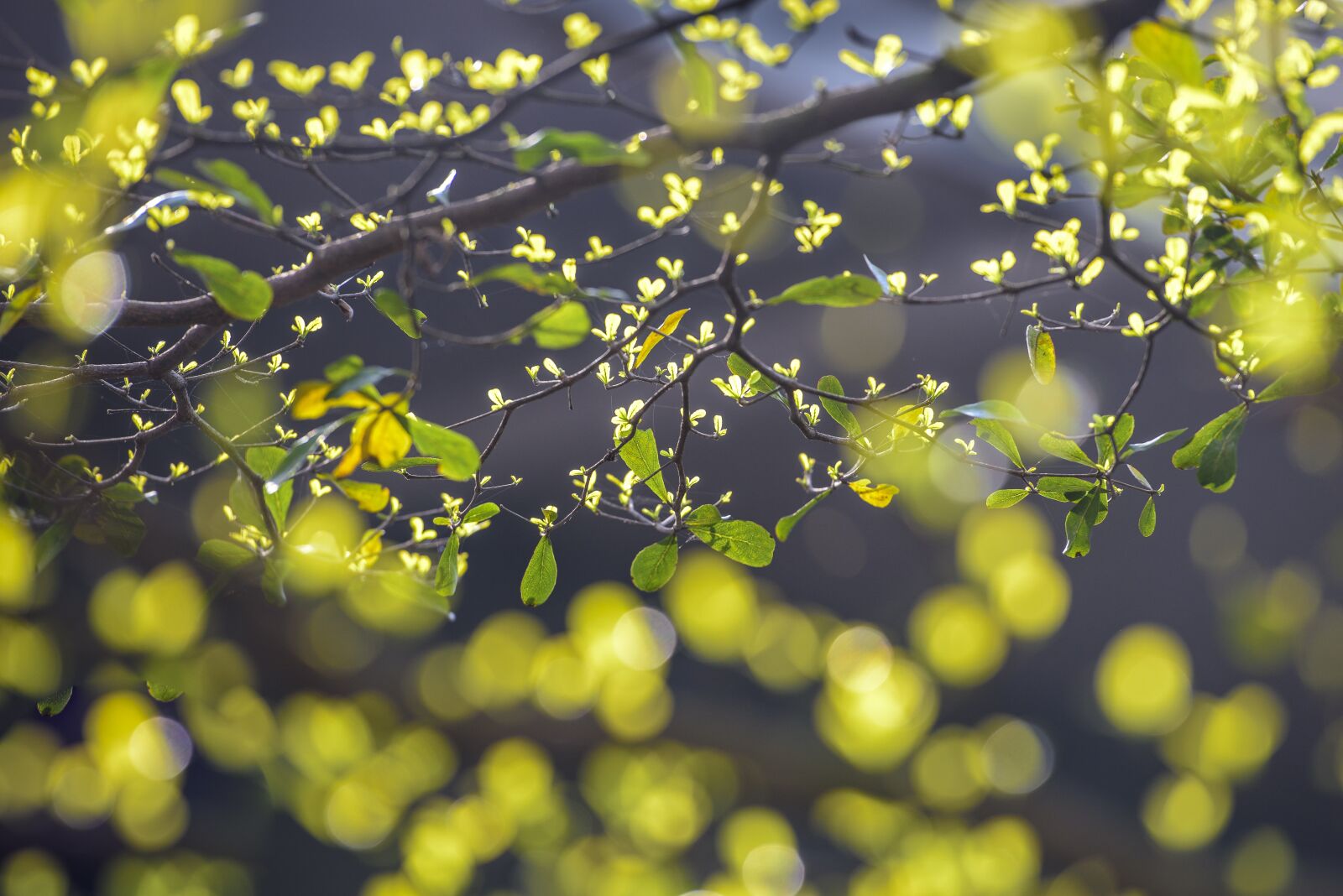 Nikon D810 sample photo. Leaves sprout in spring photography