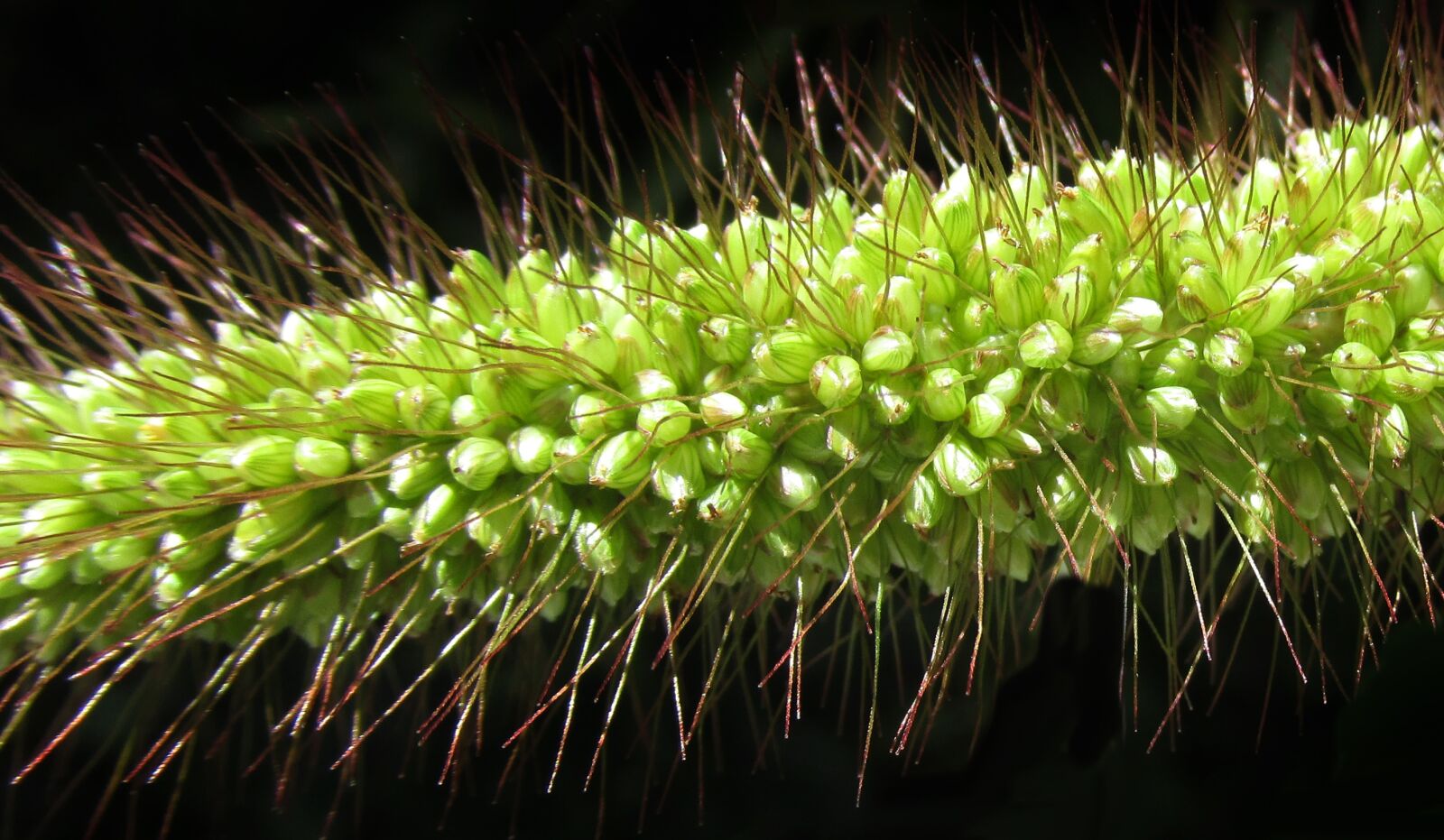 Canon PowerShot SX170 IS sample photo. Flora, nature, seed photography