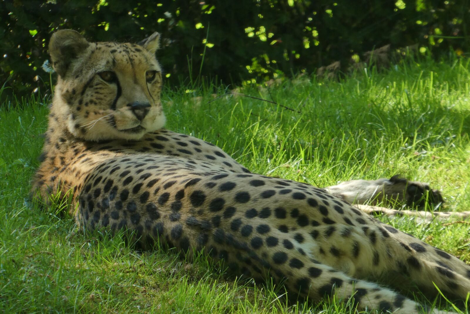 Panasonic Lumix DC-ZS70 (Lumix DC-TZ90) sample photo. Cheetah, predator, zoo photography