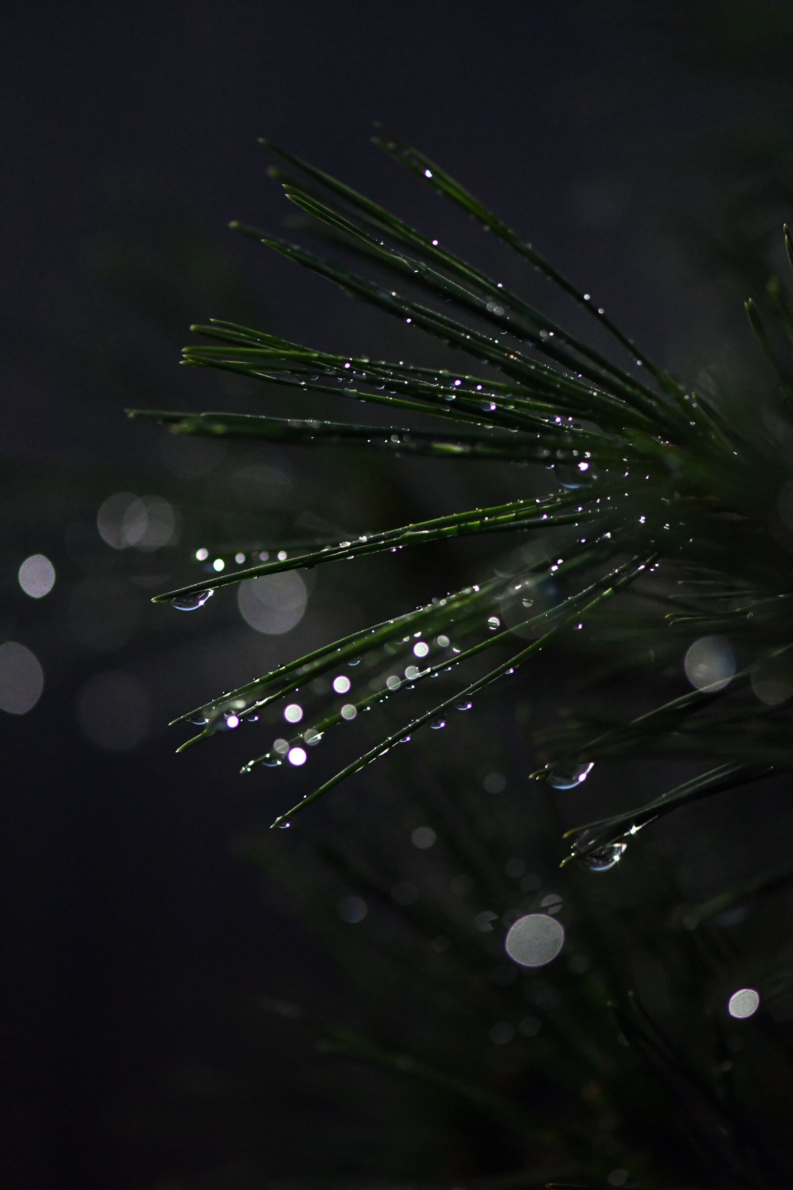 Nikon D500 sample photo. Bonsai, conifer, drip photography