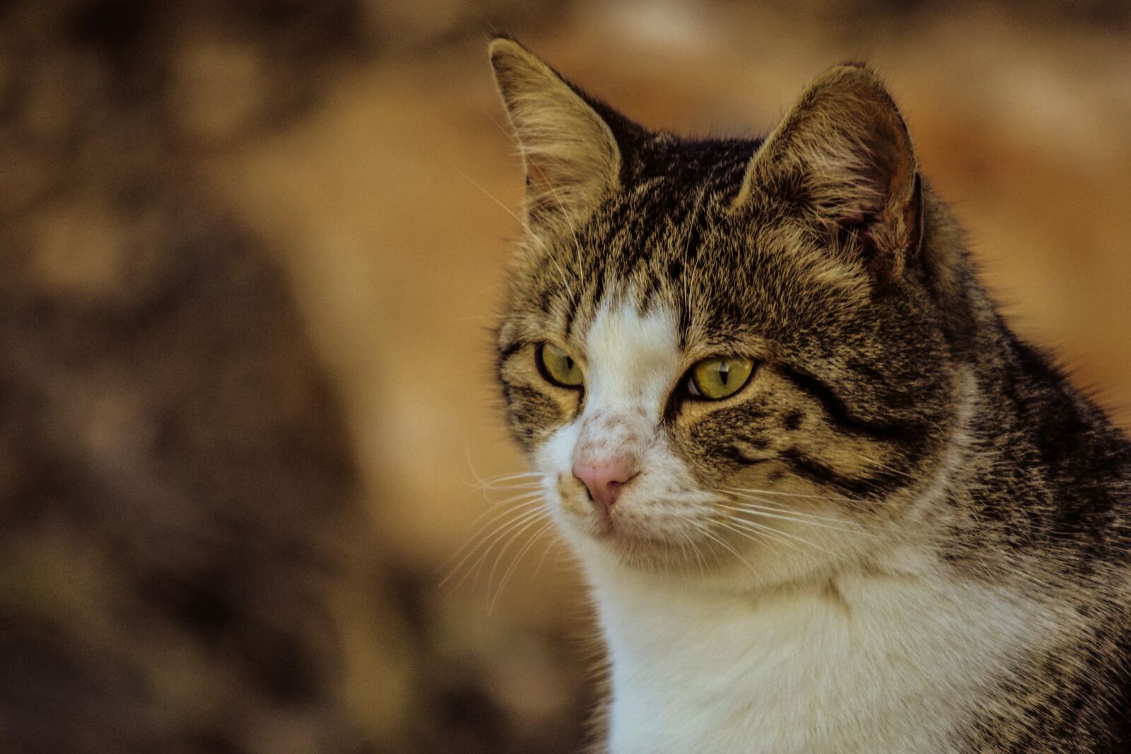 Nikon D3300 sample photo. Cat, stray, cute photography