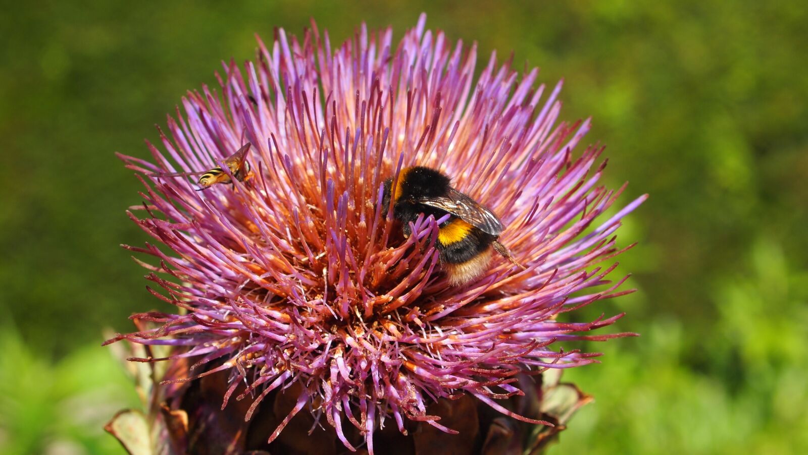 Olympus PEN E-PL1 sample photo. Flower, hummel, nature photography