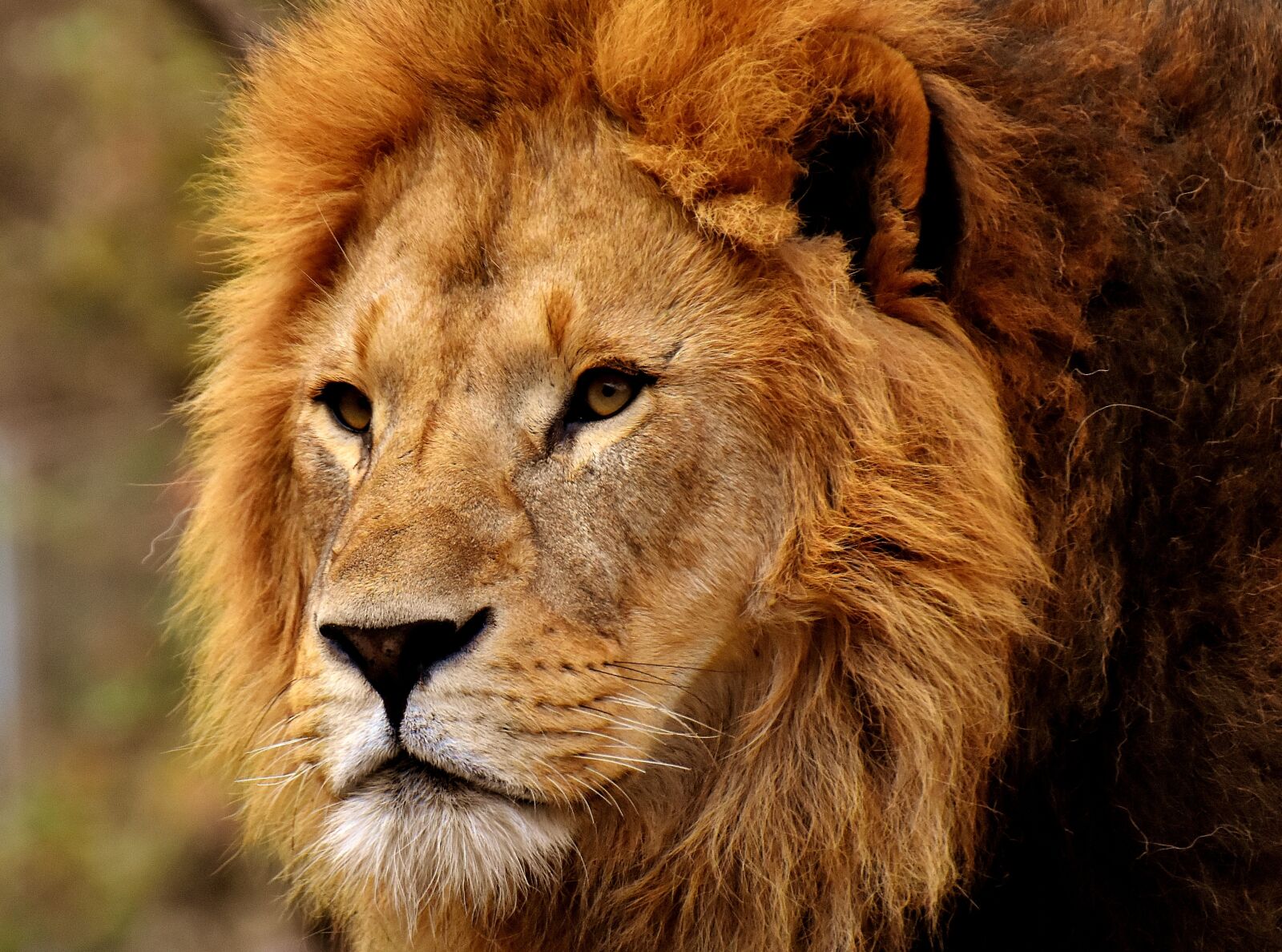 Nikon D7200 sample photo. Lion, predator, dangerous photography