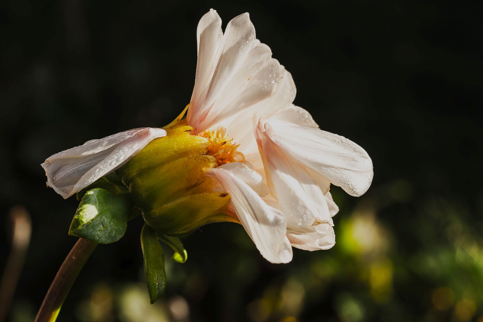 Canon EOS 650D (EOS Rebel T4i / EOS Kiss X6i) sample photo. Dahlia, bright flower, blossom photography