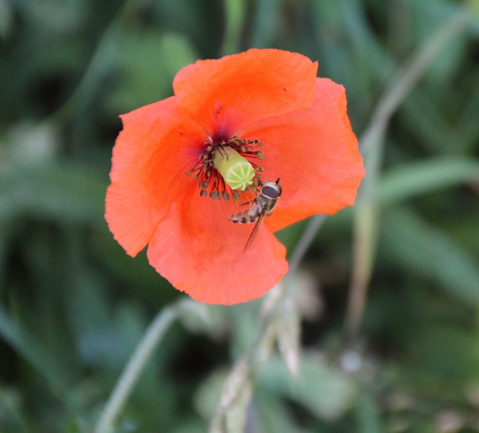 Canon EOS 650D (EOS Rebel T4i / EOS Kiss X6i) sample photo. Wasp, insect, blossom photography