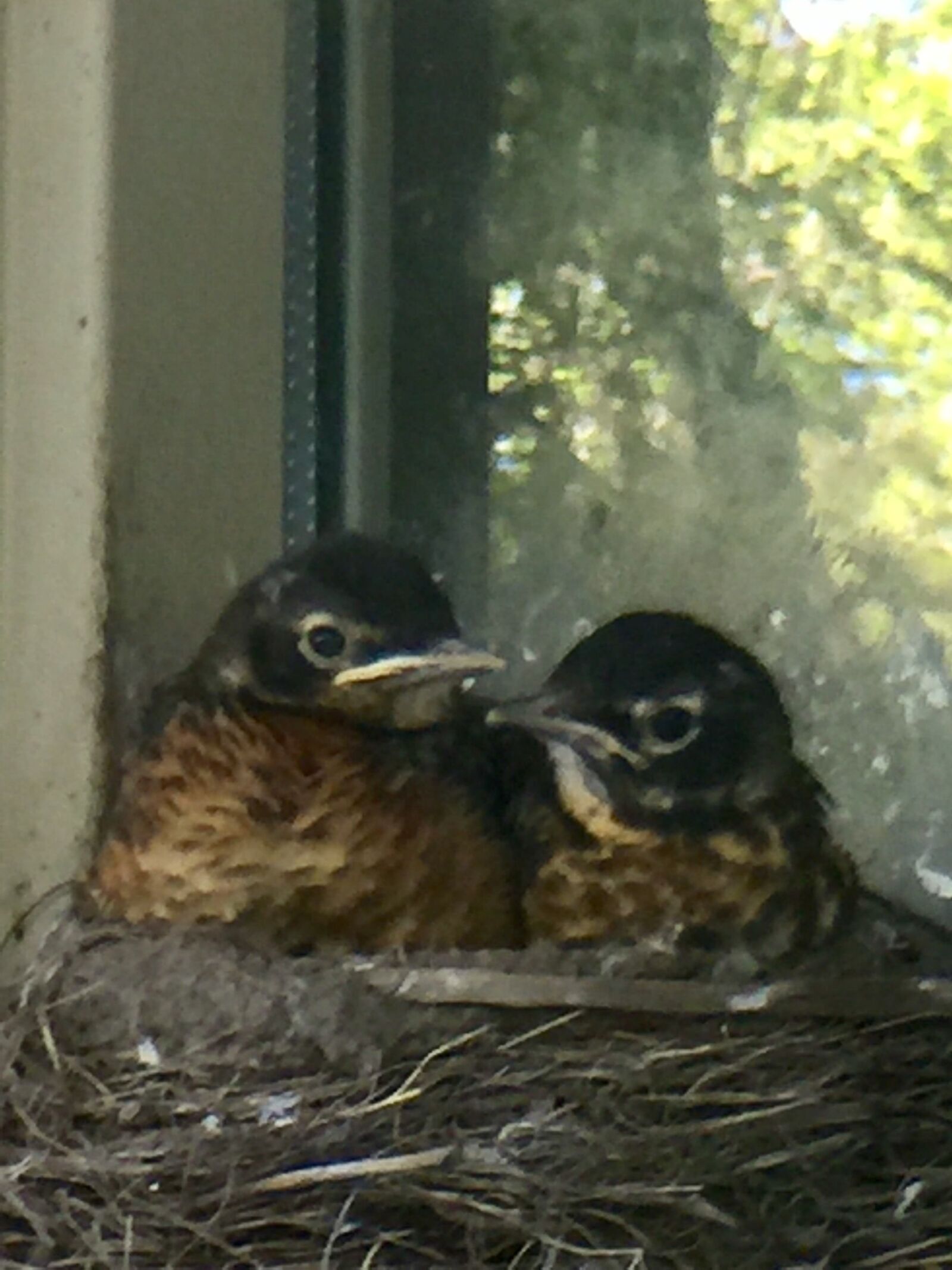iPhone 6 Plus back camera 4.15mm f/2.2 sample photo. Nest, robin, bird photography
