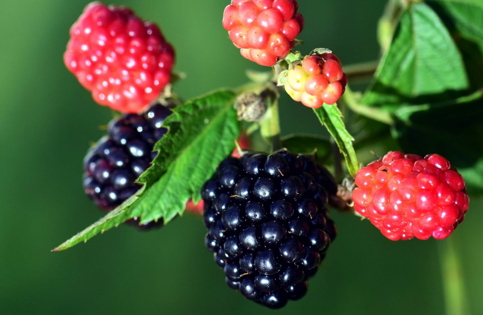 Nikon D3300 sample photo. Food, fruit, leaf, macro photography