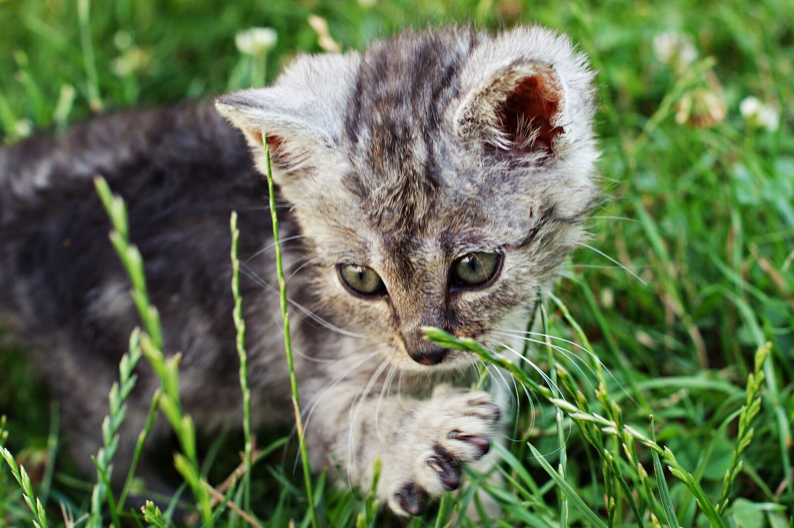Sony Alpha DSLR-A390 sample photo. Dart, kitten, a member photography