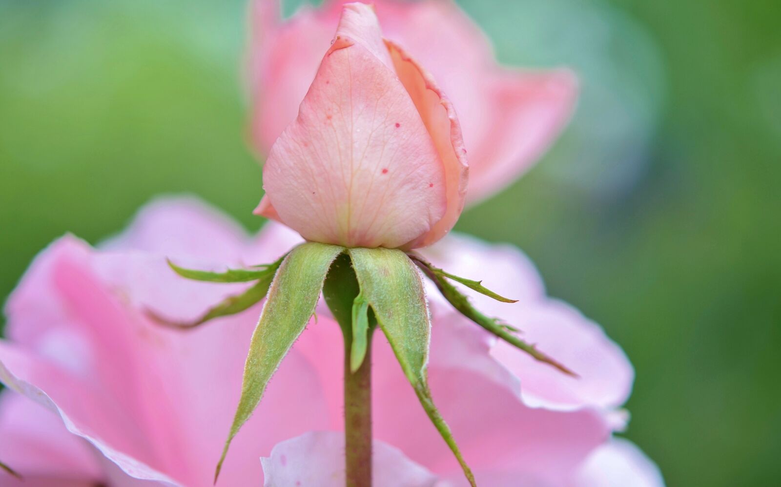 Nikon D7000 sample photo. Rose, flower, natur photography