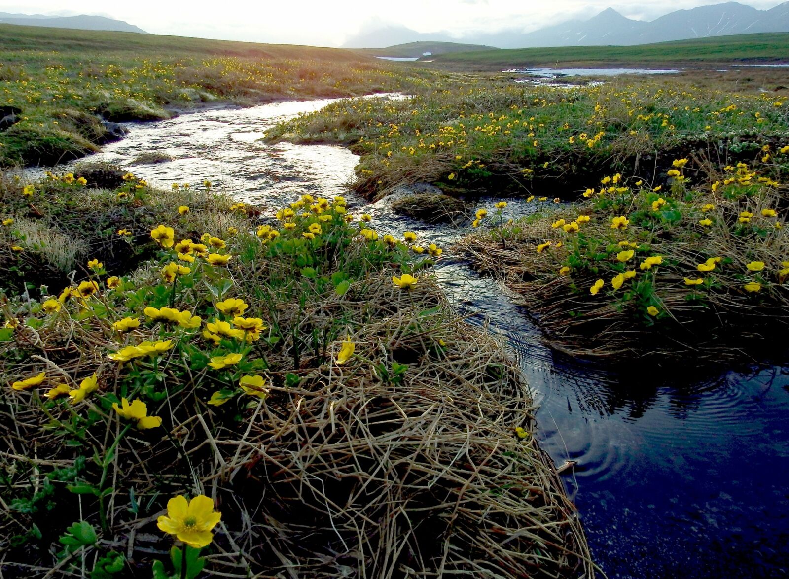 Fujifilm FinePix S1 sample photo. Creek, mountain plateau, flowers photography