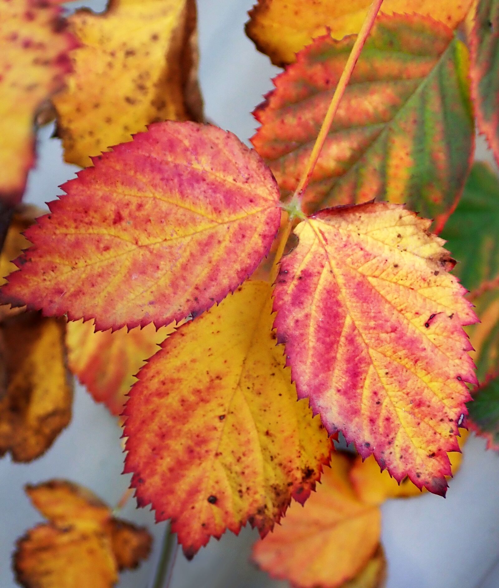Olympus TG-5 sample photo. Leaves, autumn, fall photography
