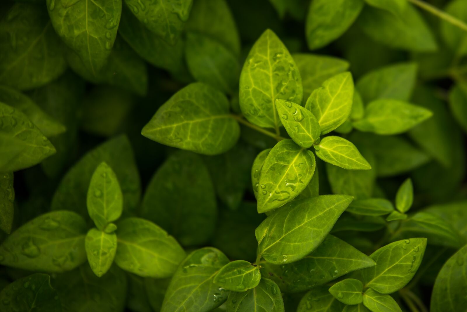 Nikon D600 sample photo. Leaf, plant, green photography