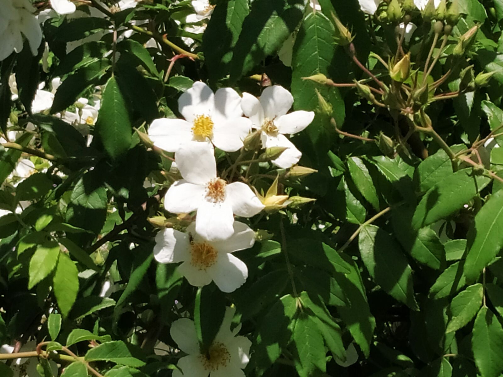 Xiaomi Redmi Note 7 sample photo. Flower, rose flower, kashmir photography