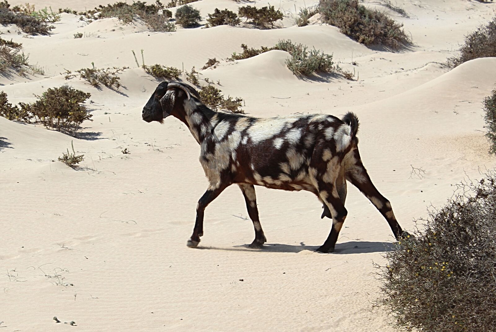 Canon EOS 600D (Rebel EOS T3i / EOS Kiss X5) sample photo. Goat, dunes, animal photography