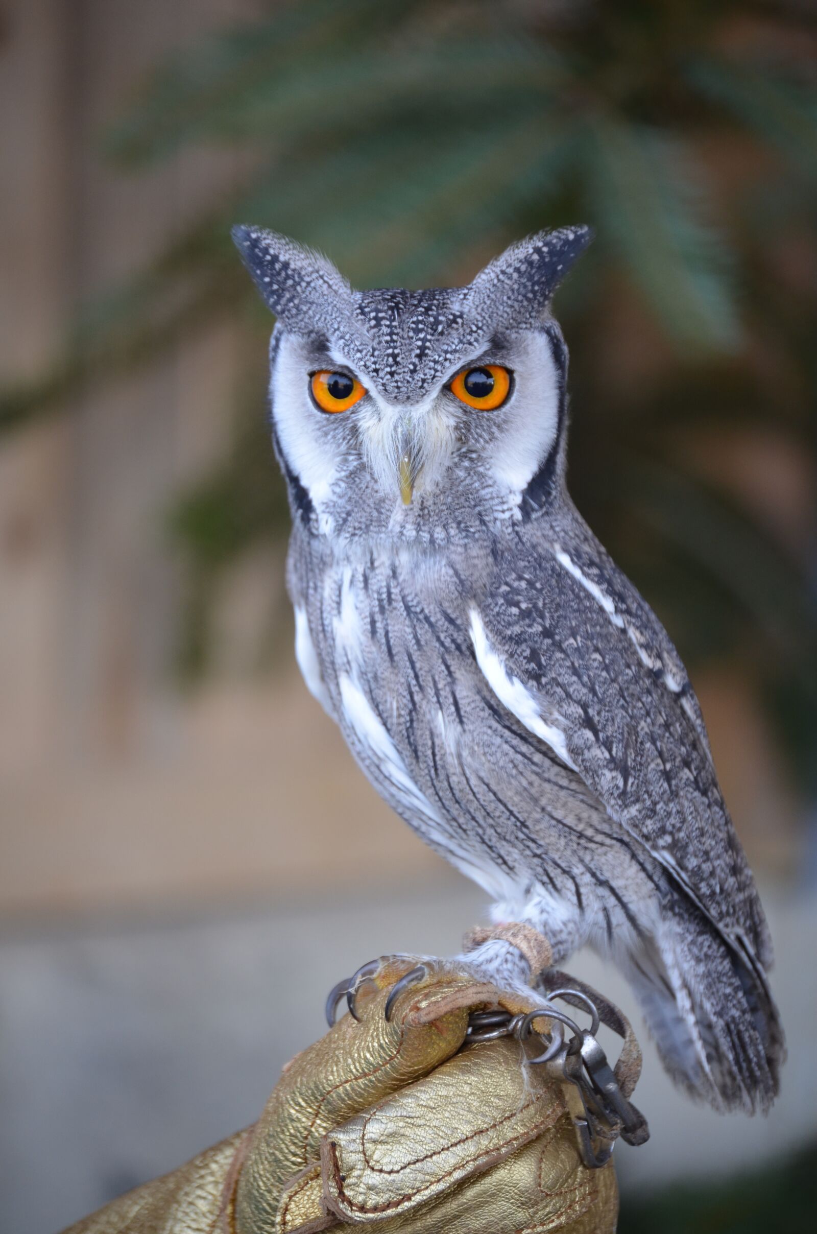 Nikon D5100 sample photo. Zwerguhu, eagle owl, owl photography