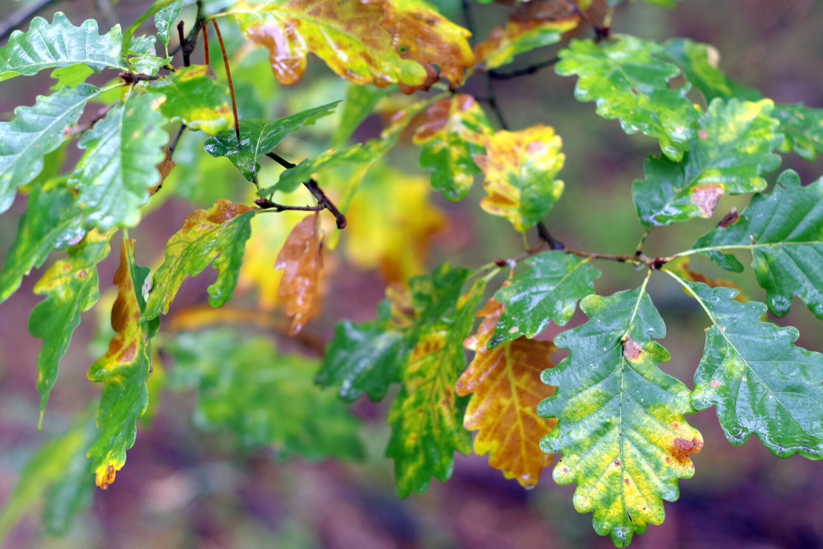 Pentax K-S2 sample photo. Oak, foliage, yellow photography
