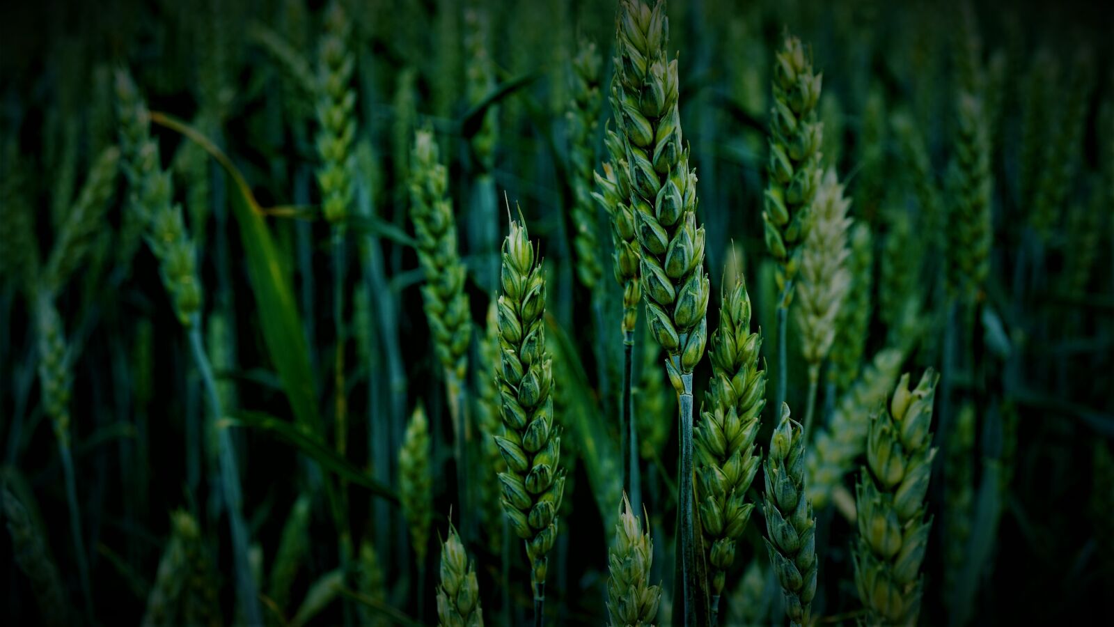 Sony a6000 + Sony E 30mm F3.5 Macro sample photo. Wheat, cereals, wheat field photography