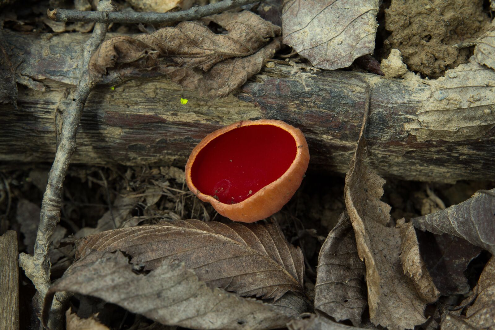 Canon EOS 60D sample photo. Wood, nature, food photography