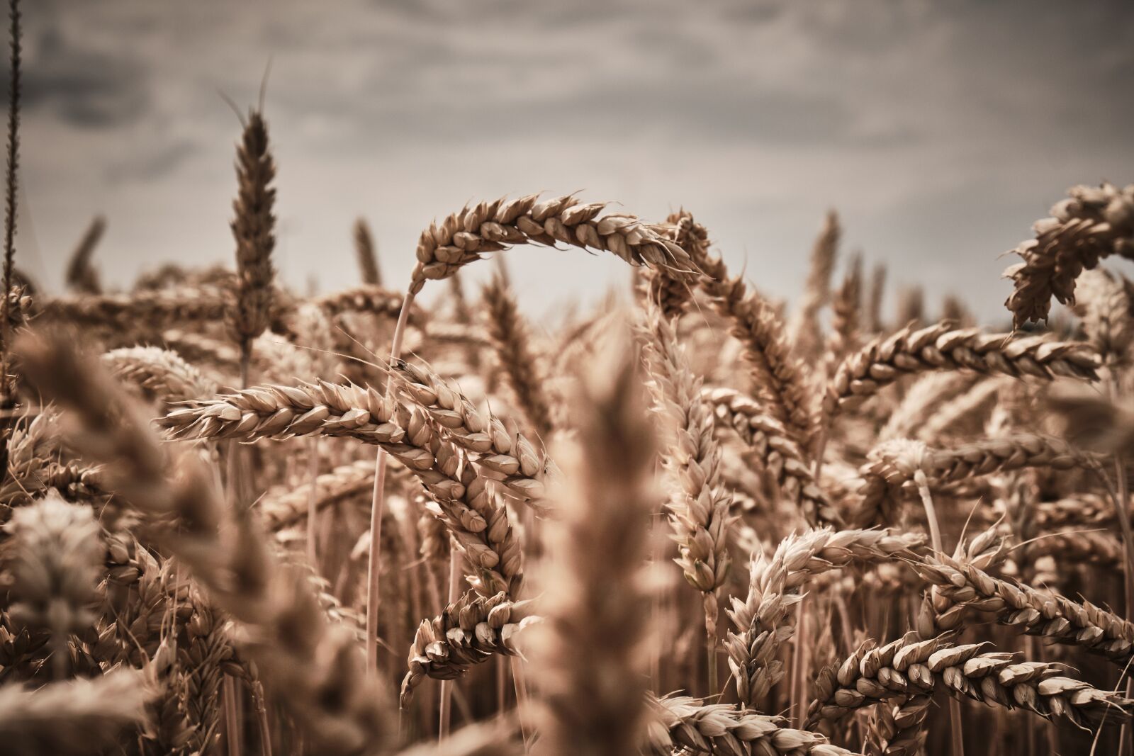 Fujifilm XF 18-55mm F2.8-4 R LM OIS sample photo. Wheat, harvest, ripe photography