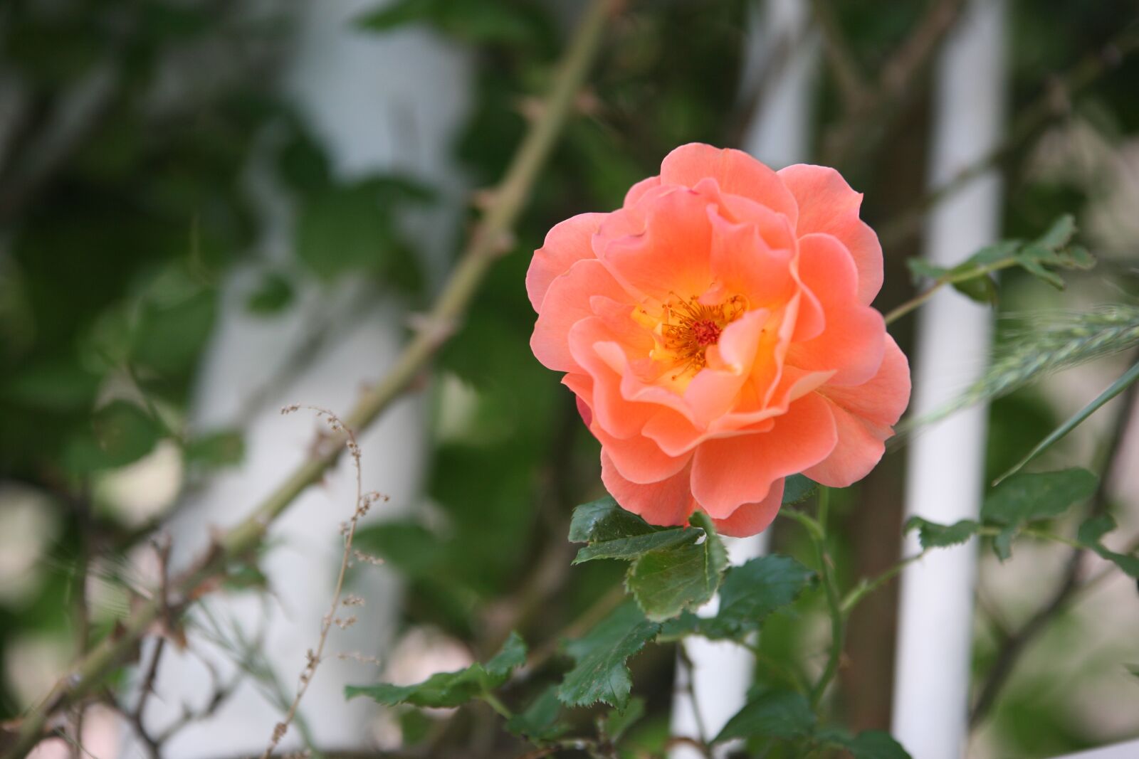 Canon EOS 5D sample photo. Rose, rose vines, flowers photography