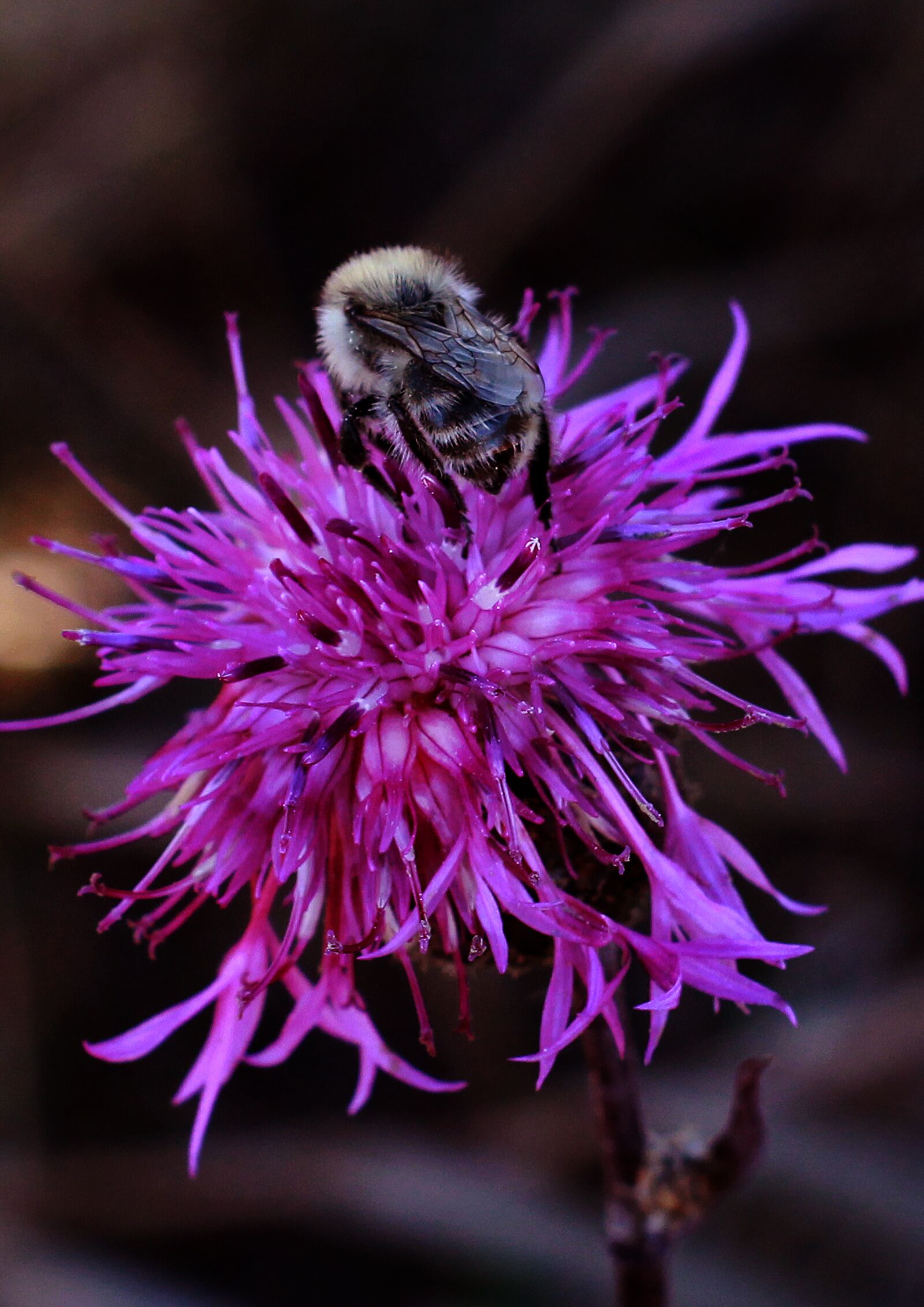 Canon EOS 1200D (EOS Rebel T5 / EOS Kiss X70 / EOS Hi) sample photo. Bee, flower, insect photography