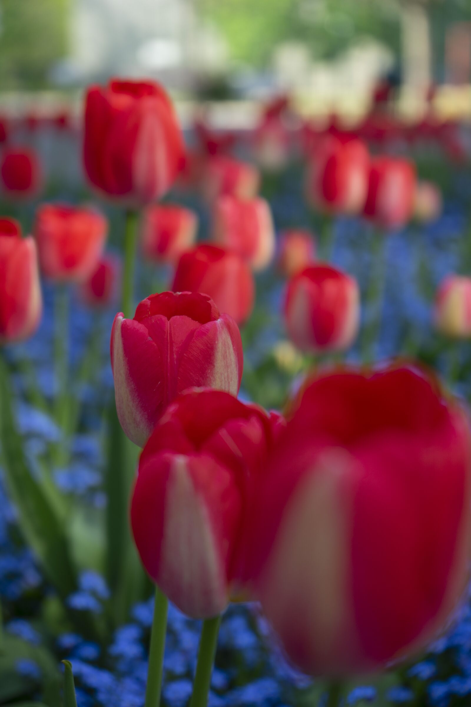 Sony a7 II + Sony FE 28-70mm F3.5-5.6 OSS sample photo. Tulip, flower, spring photography