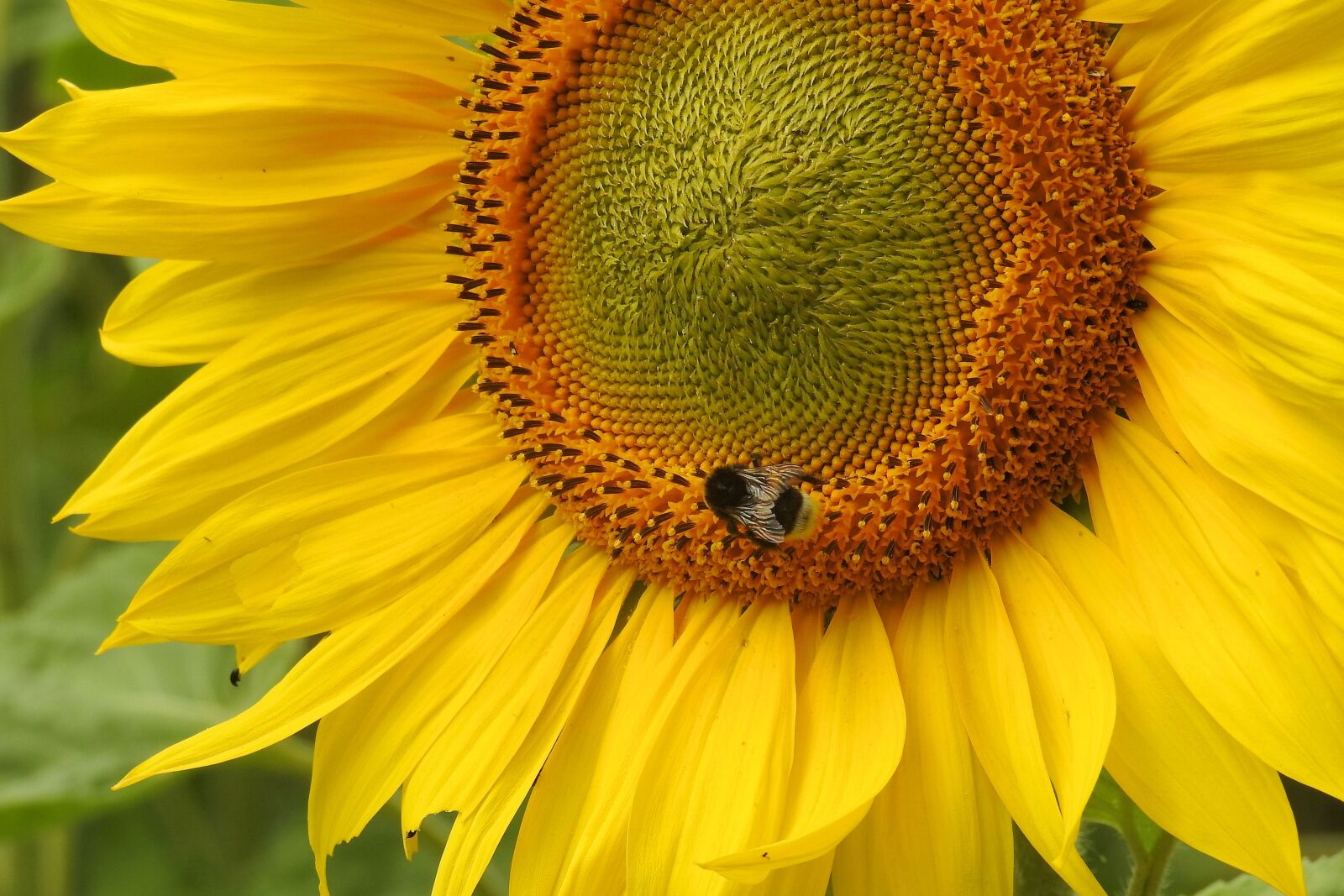 Nikon Coolpix P900 sample photo. Sunflower, insect, hummel photography