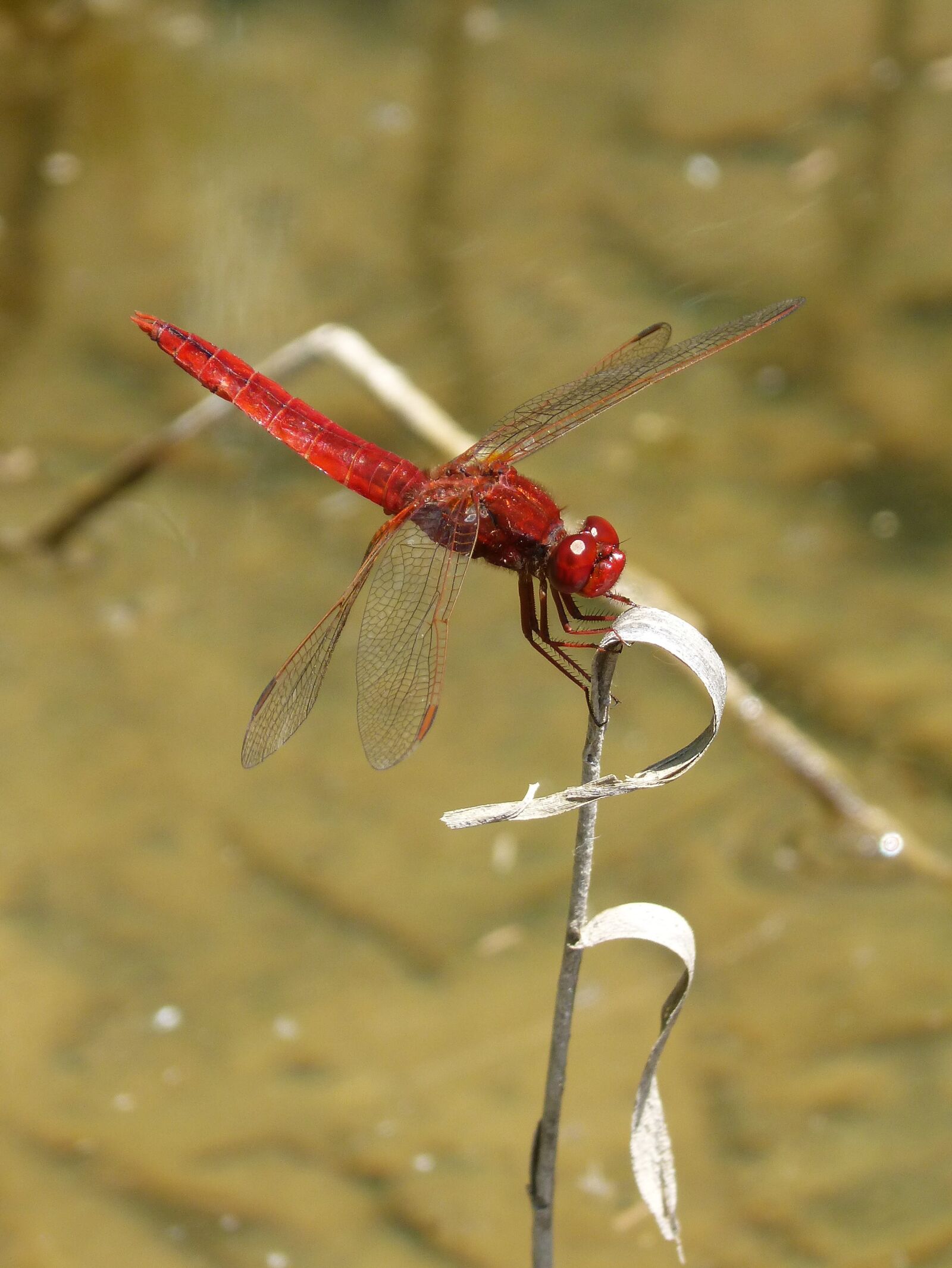 Panasonic DMC-FZ62 sample photo. Red dragonfly, river, pond photography