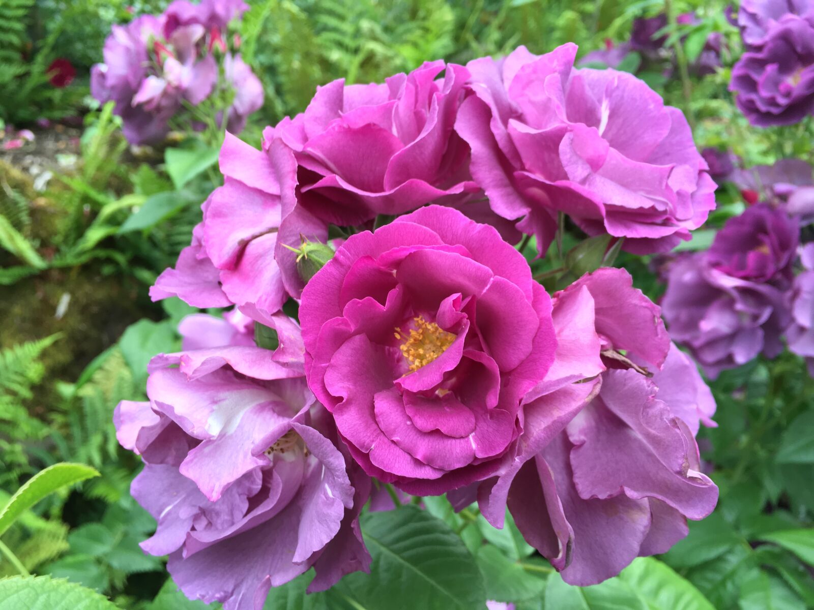 iPhone SE back camera 4.15mm f/2.2 sample photo. Rose, portland, garden photography
