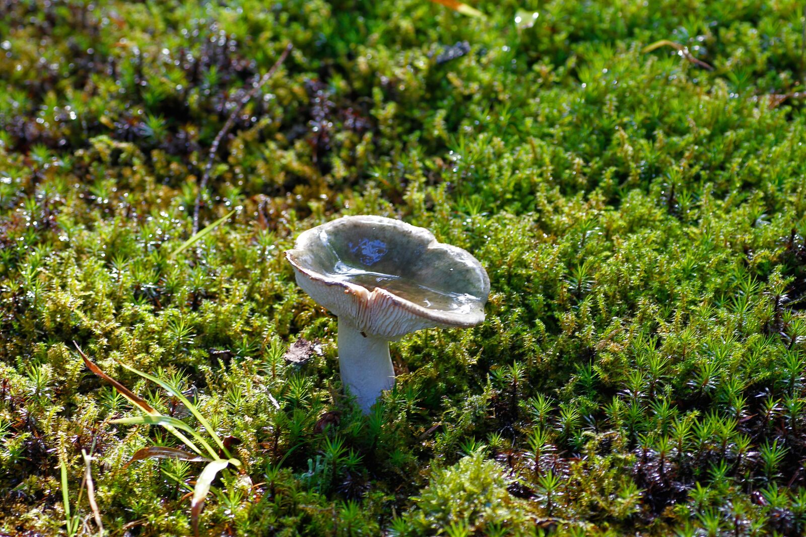 Canon EOS 650D (EOS Rebel T4i / EOS Kiss X6i) sample photo. Mushroom, moss, forest photography