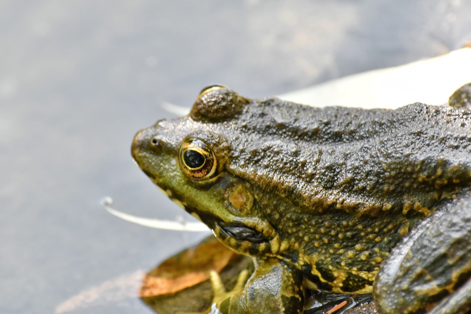 Nikon D5500 sample photo. Animal, endangered species, endemic photography