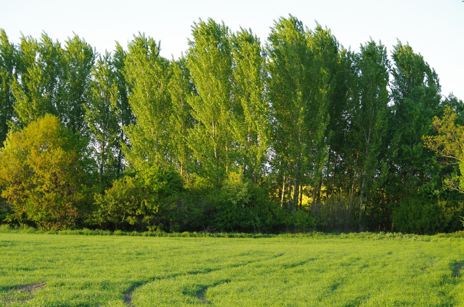 Pentax K-500 sample photo. Forest, trees, field photography