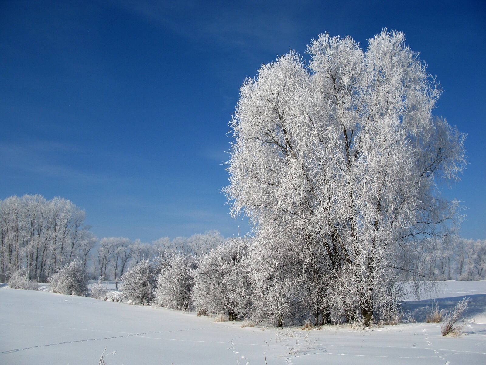 Canon POWERSHOT G9 sample photo. Hoarfrost, winter, cold photography