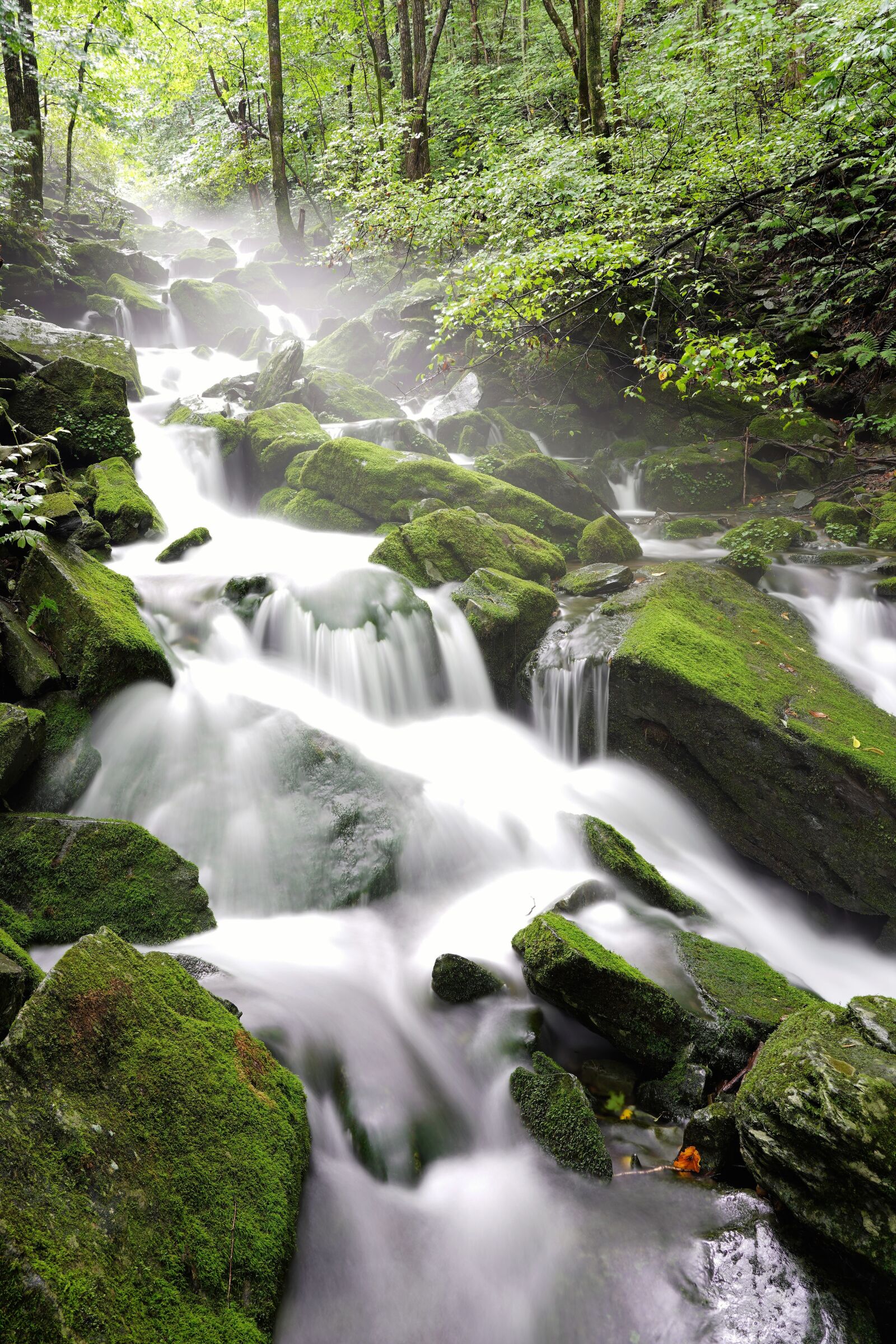 Sony FE 24-105mm F4 G OSS sample photo. Moss, brook, water photography