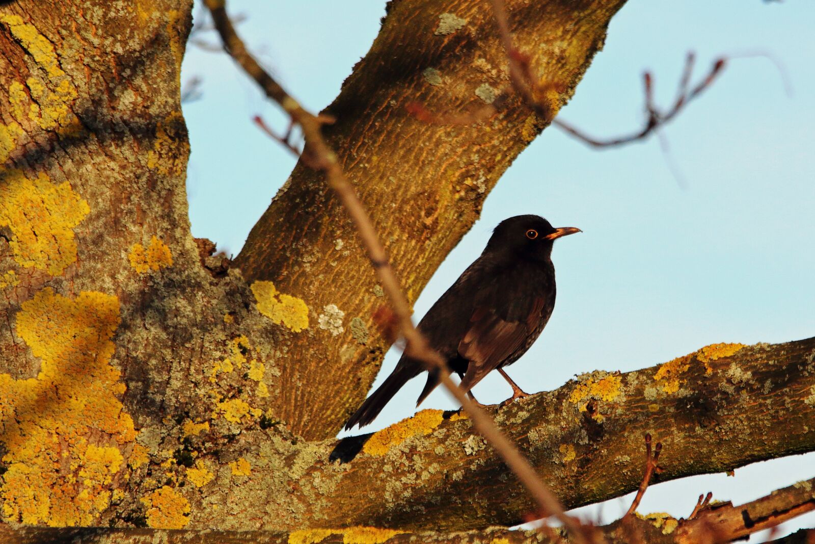 Canon EOS 700D (EOS Rebel T5i / EOS Kiss X7i) sample photo. Blackbird, songbird, bird photography