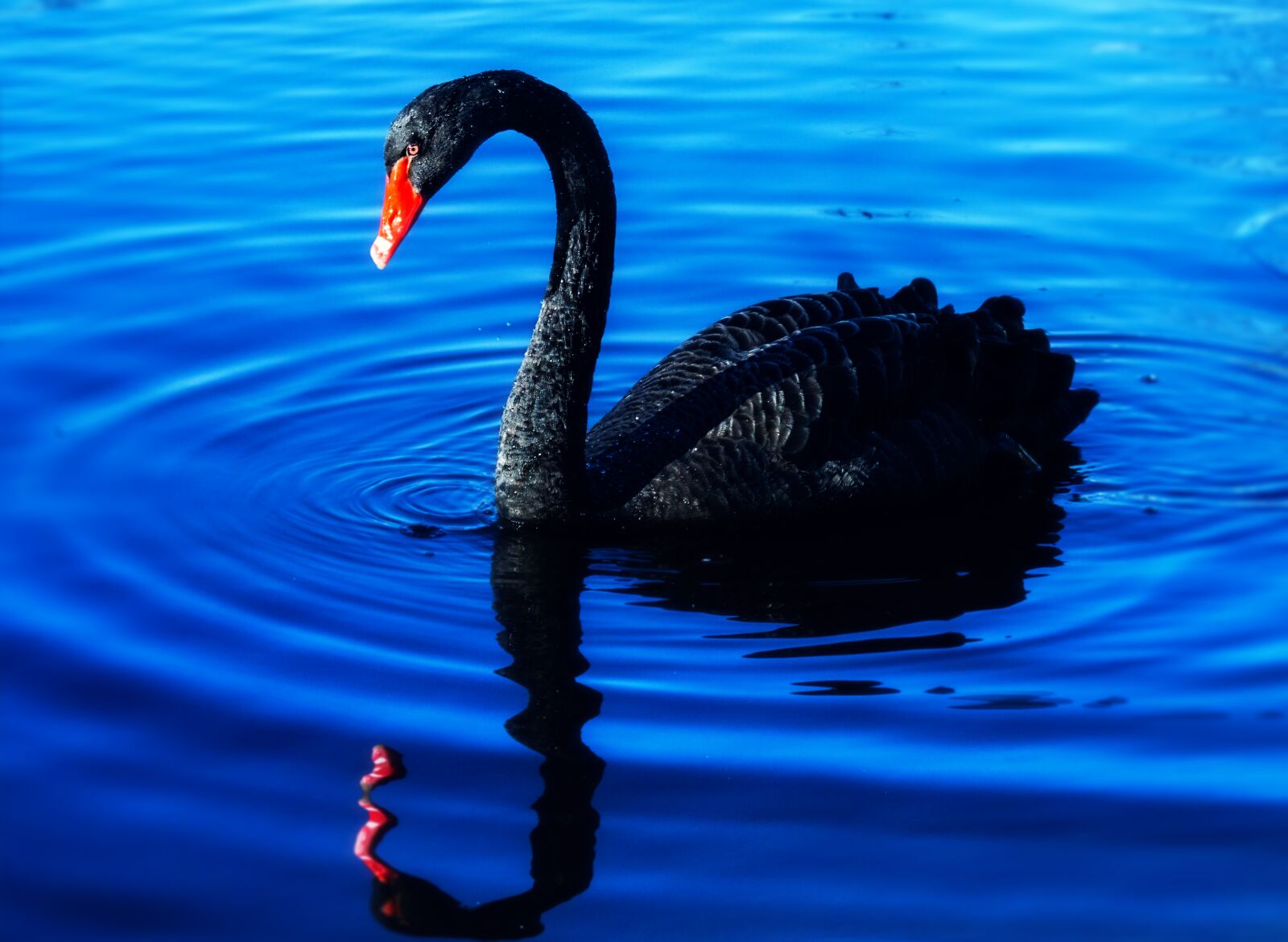 Sony a6000 sample photo. Swan, lake, mourning swan photography