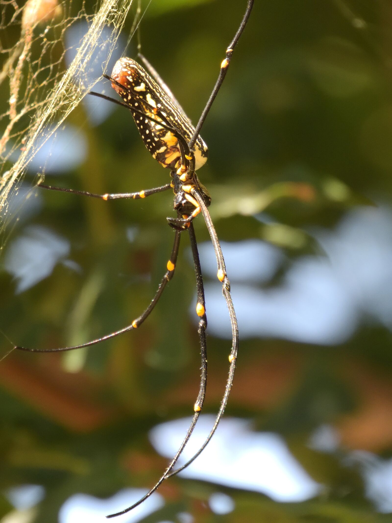 Nikon Coolpix B700 sample photo. Spider, orb-weaver, arachnid photography