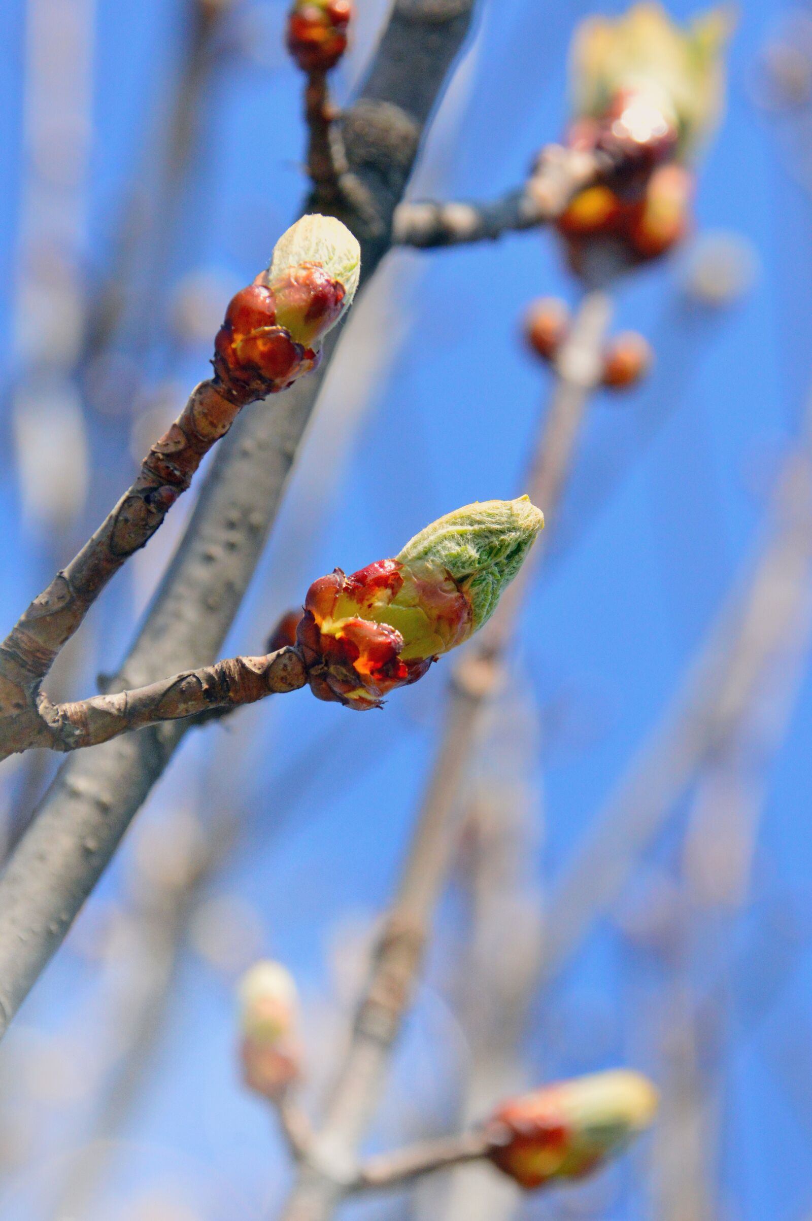 Nikon D3200 sample photo. Wood, branch, nature photography