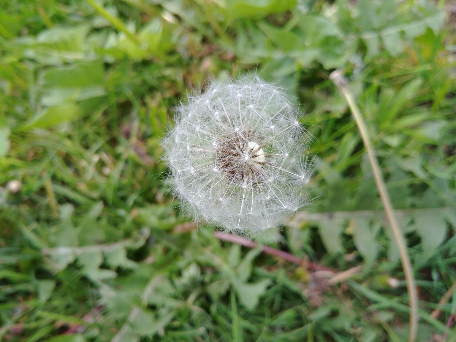 LG G6 sample photo. Dandelion, seeds, plant photography