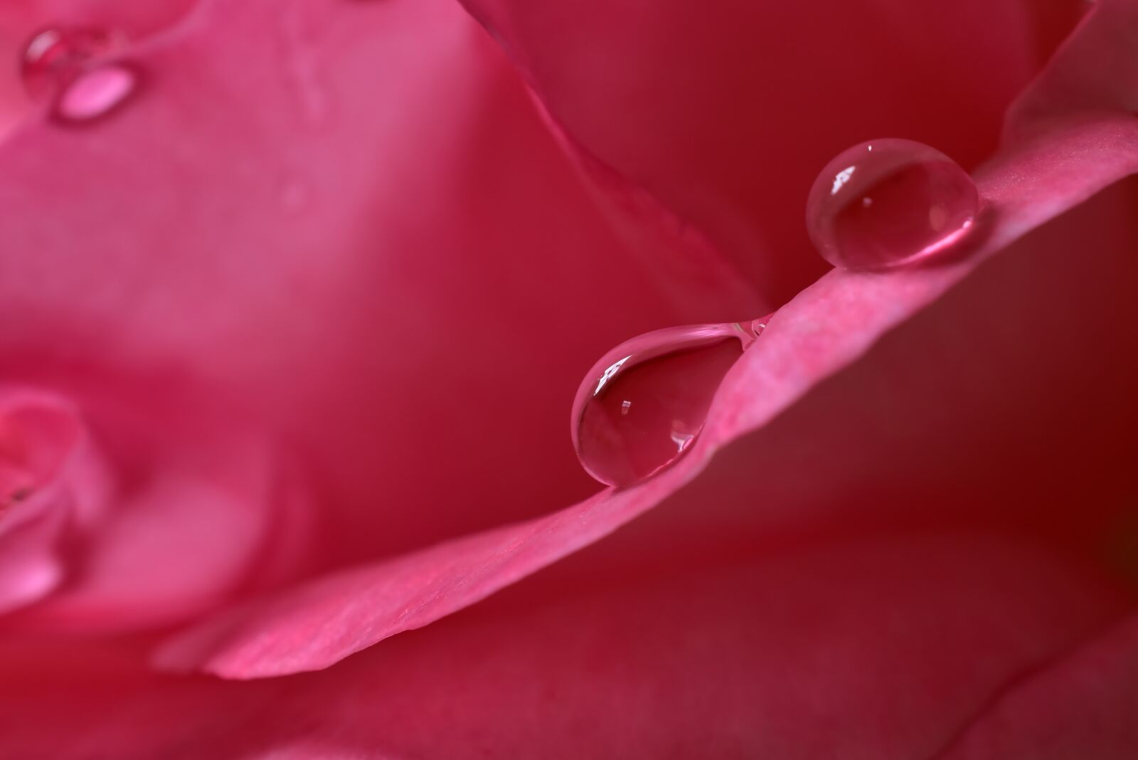 Nikon D5600 sample photo. Beaded, drop of water photography