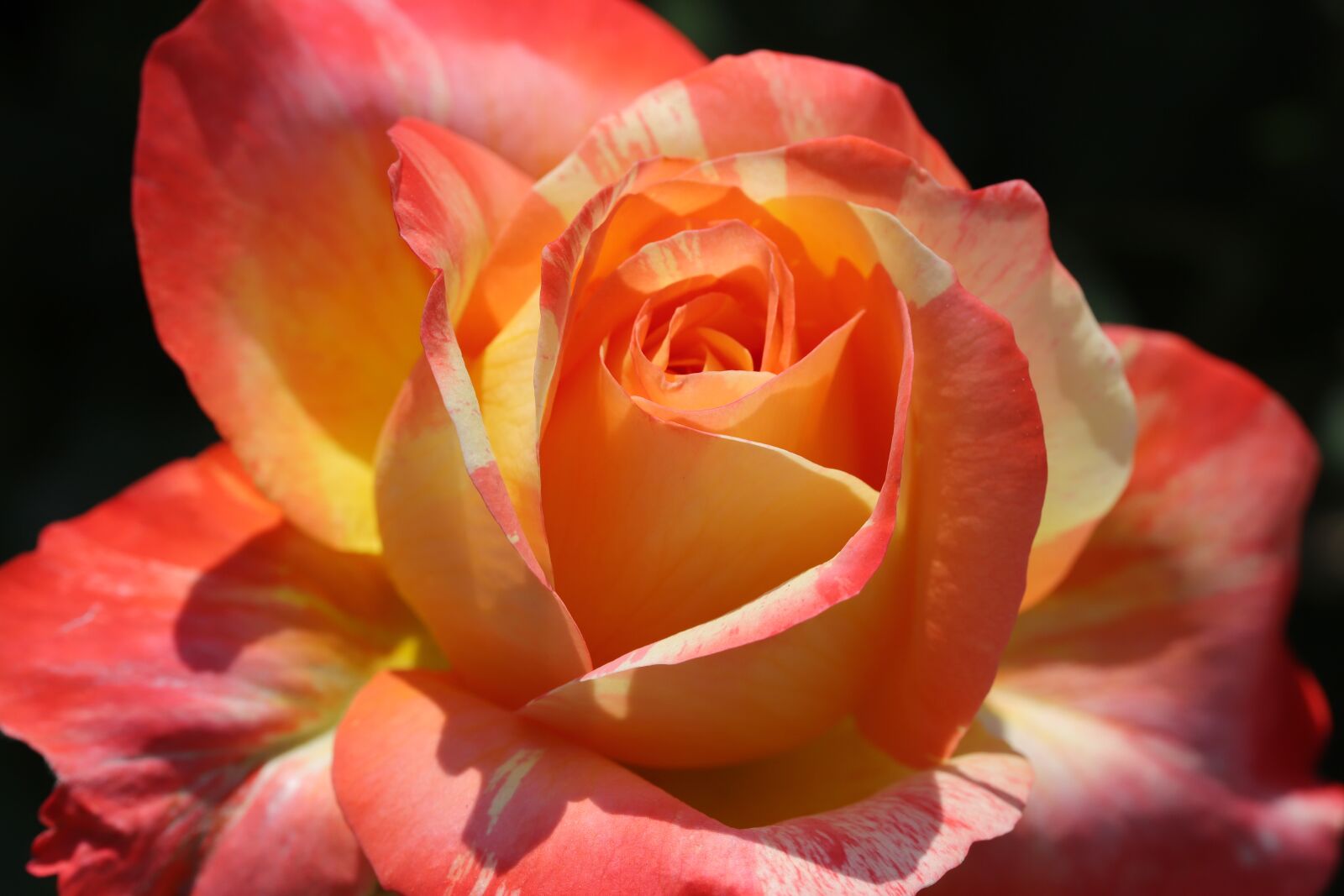 Canon EOS 6D Mark II sample photo. Rose, petal, flowers photography