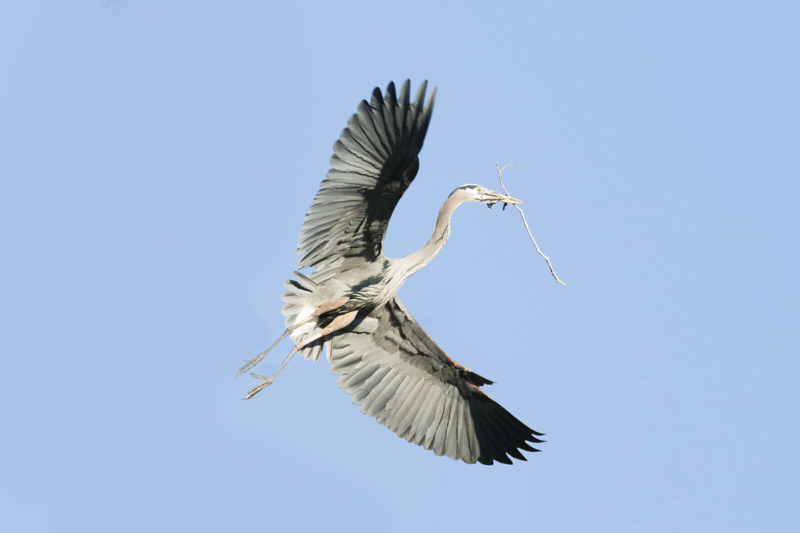Canon EOS-1D Mark III + Canon EF 600mm F4L IS USM sample photo. Feathers, great, blue, heron photography