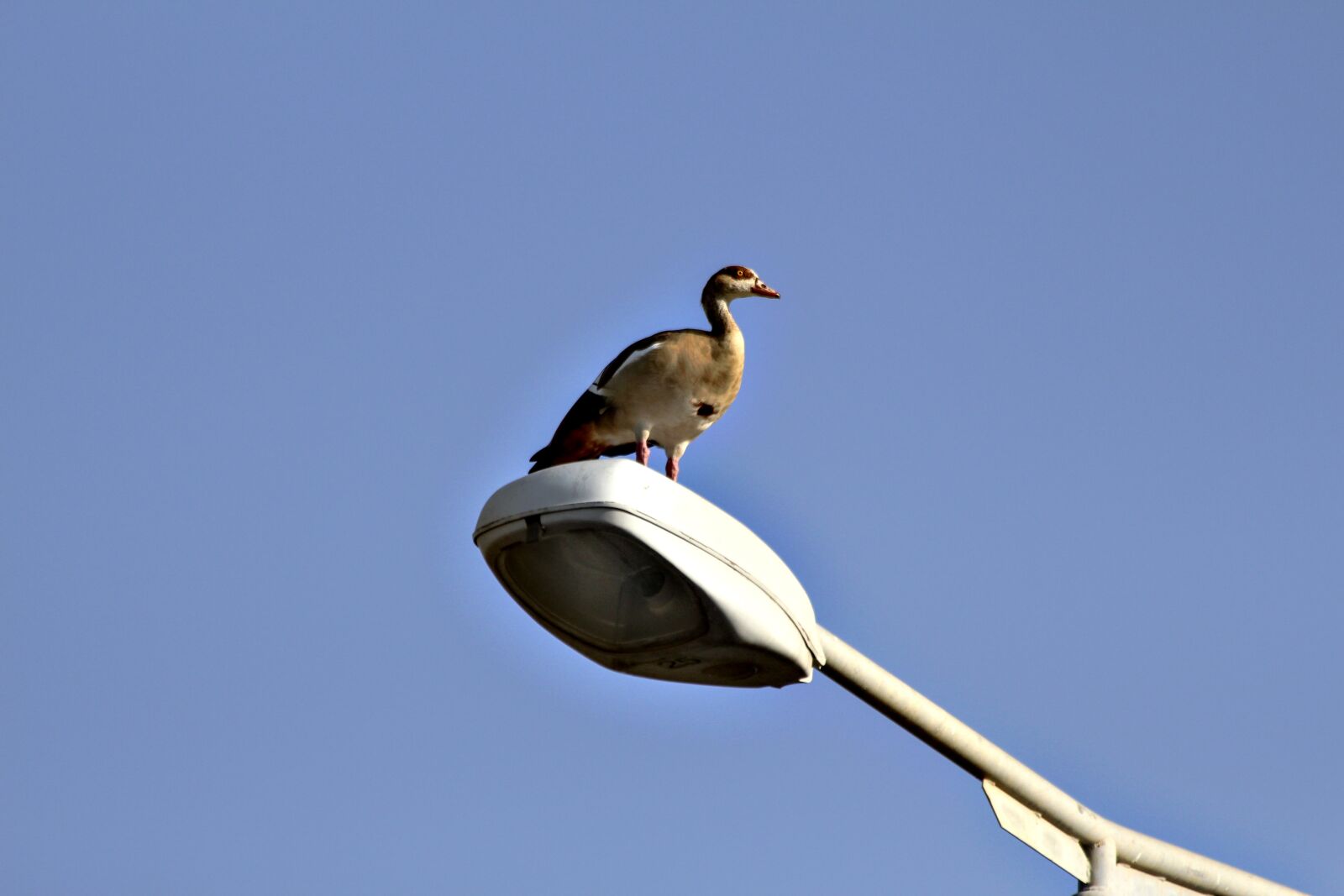 Canon EOS 650D (EOS Rebel T4i / EOS Kiss X6i) sample photo. Nature, goose, bird photography