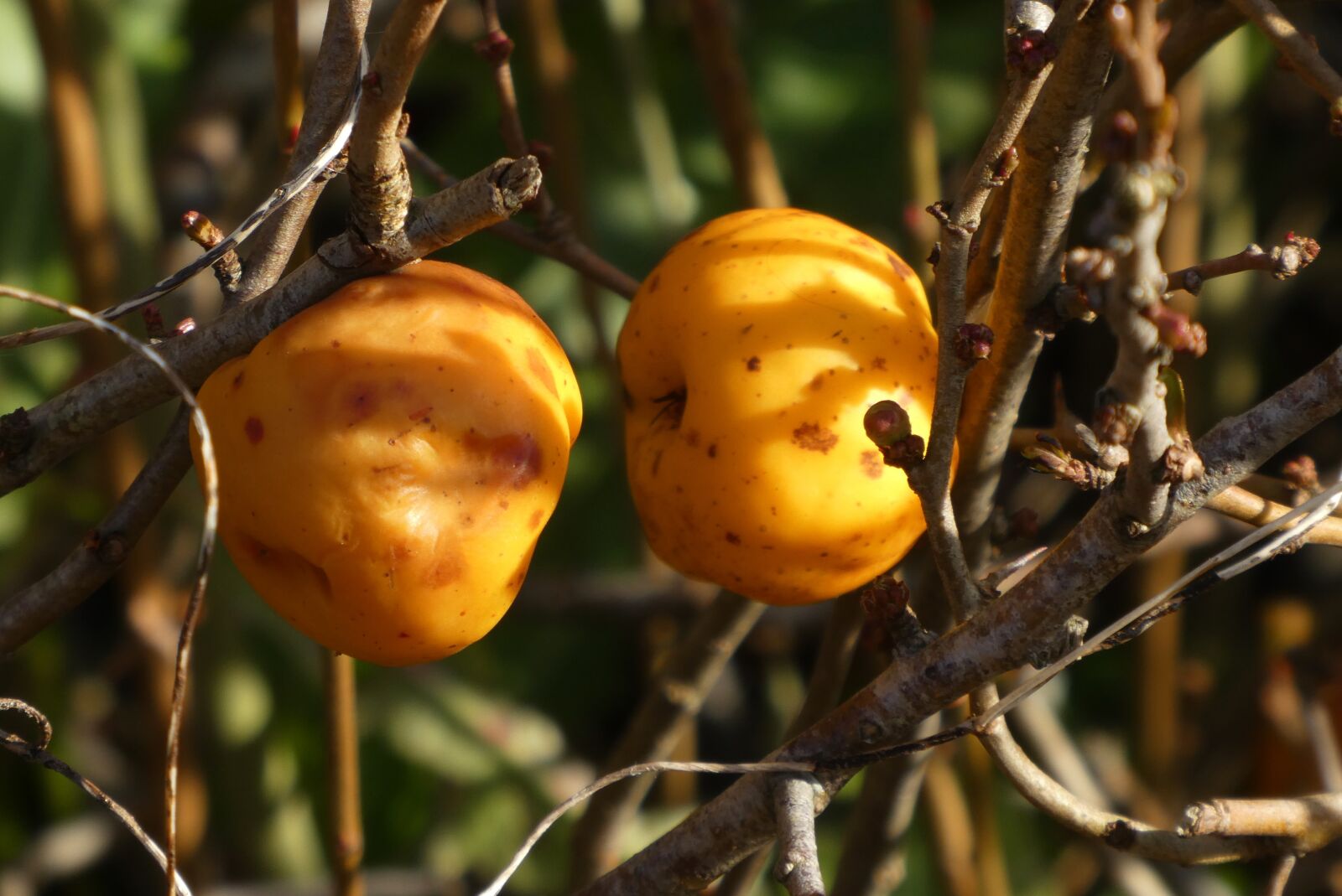 Panasonic Lumix DC-ZS70 (Lumix DC-TZ90) sample photo. Ornamental apples, yellow sierappels photography