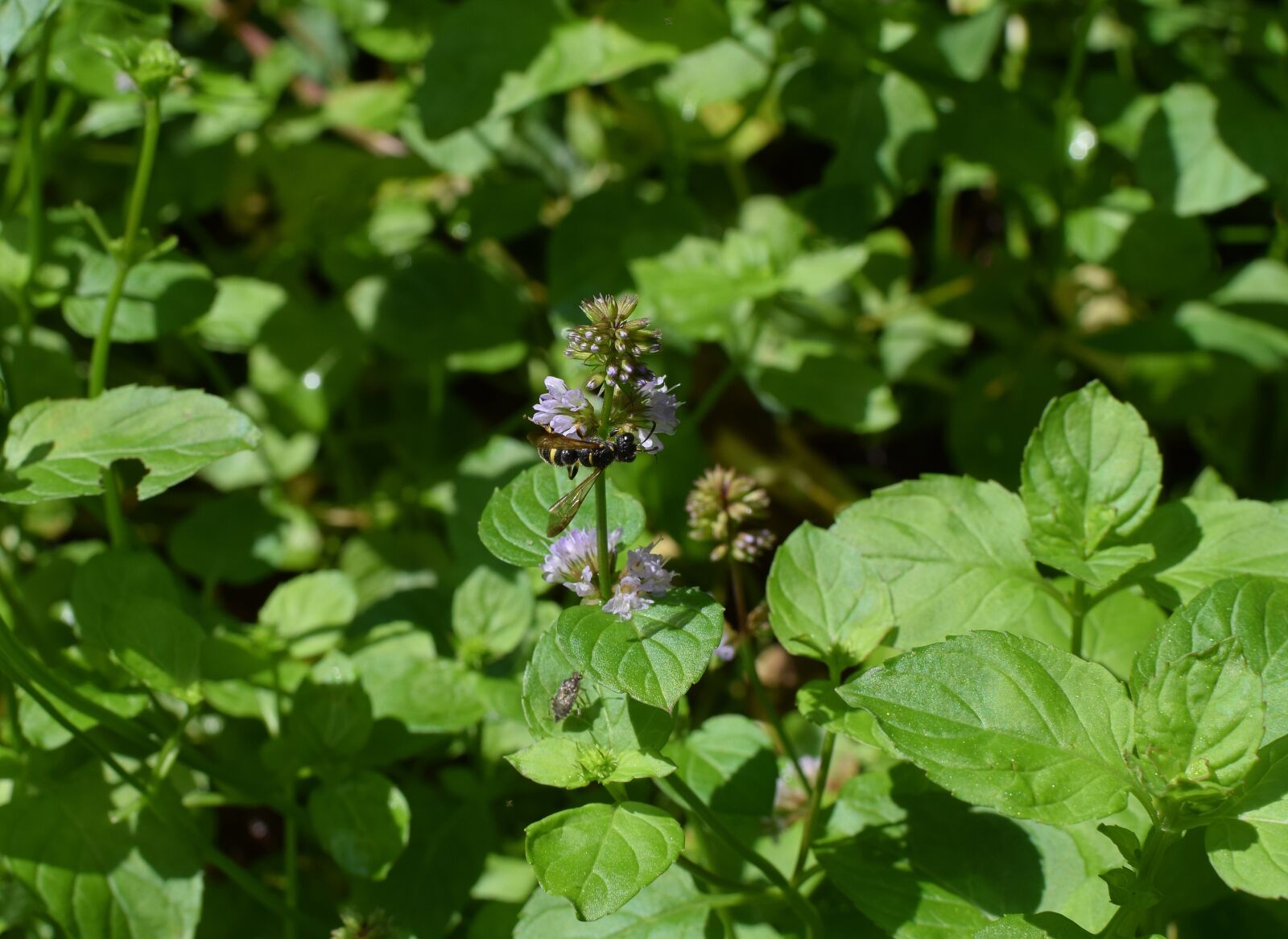 Nikon D3300 sample photo. Wasp on mint flower photography
