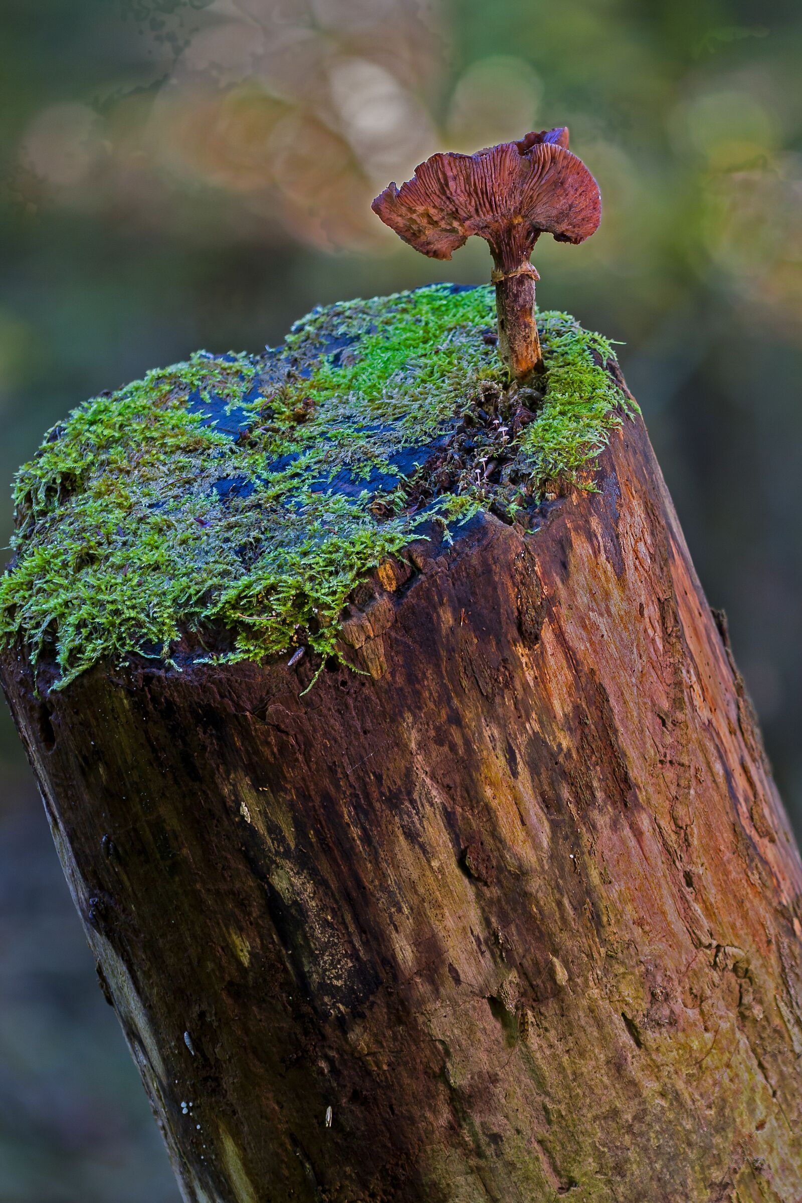 Canon EOS 7D sample photo. Mushroom, tree fungus, log photography