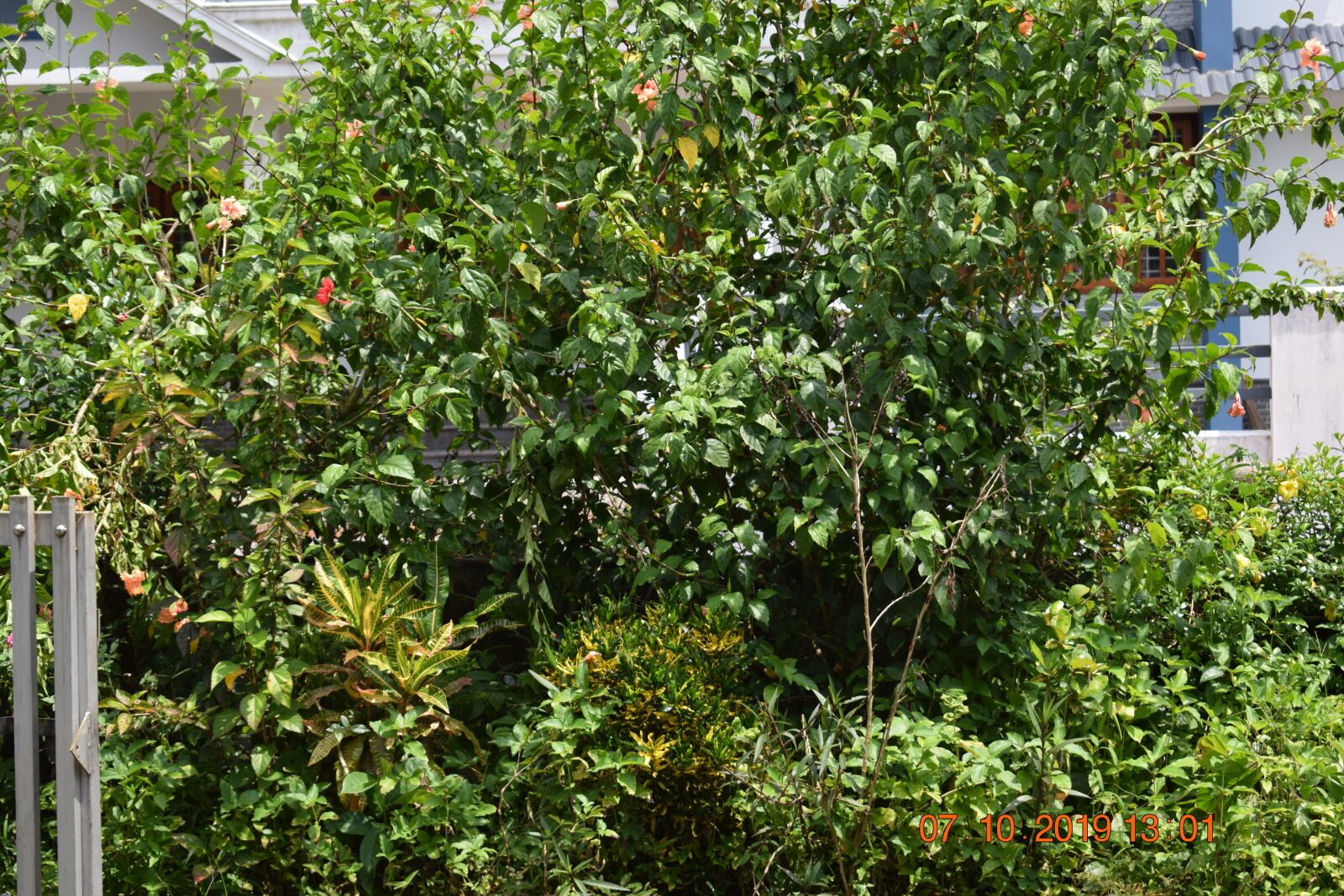 Nikon D3300 sample photo. Greenary, flower, tree photography